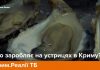 «Устрицы – это те же бандеровцы, только морские» – из крымских сетей