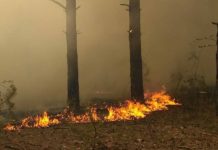 В Крыму чрезвычайная пожарная опасность сохранится 5 дней – МЧС