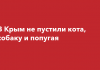 Россельхознадзор не пропустил в Крым котов, собак и хорьков